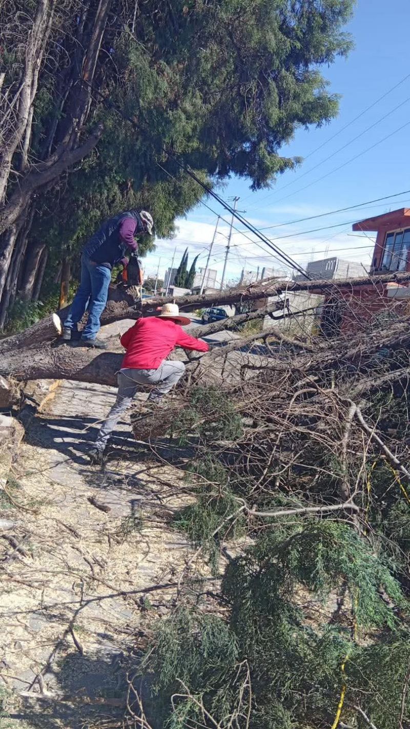 Atiende Protección Civil, caída de arboles por fuertes vientos.